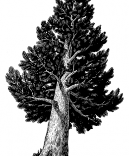 Pine tree