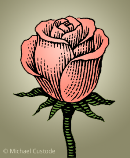 A rose